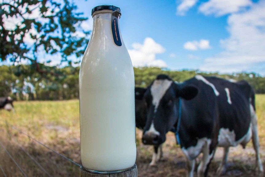 A milk bottle in front of some dairy cows in a paddock.