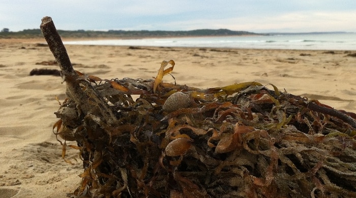 Chinese company buys south australian seaweed processing plant