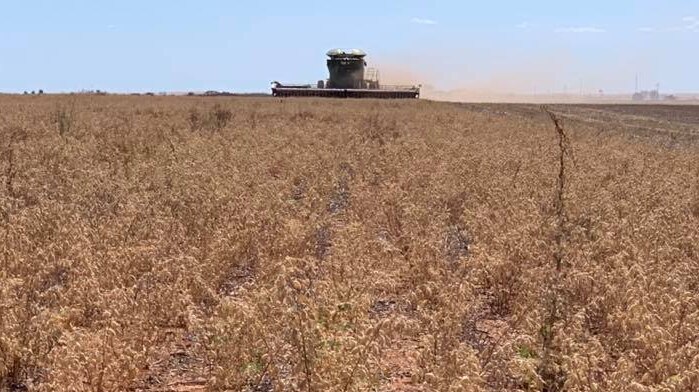 Bulla Burra Harvest