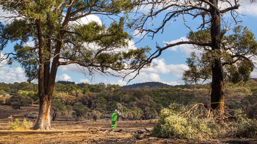 Mick Van De Vreede inspects a damaged tree on private property that needs to be felled.