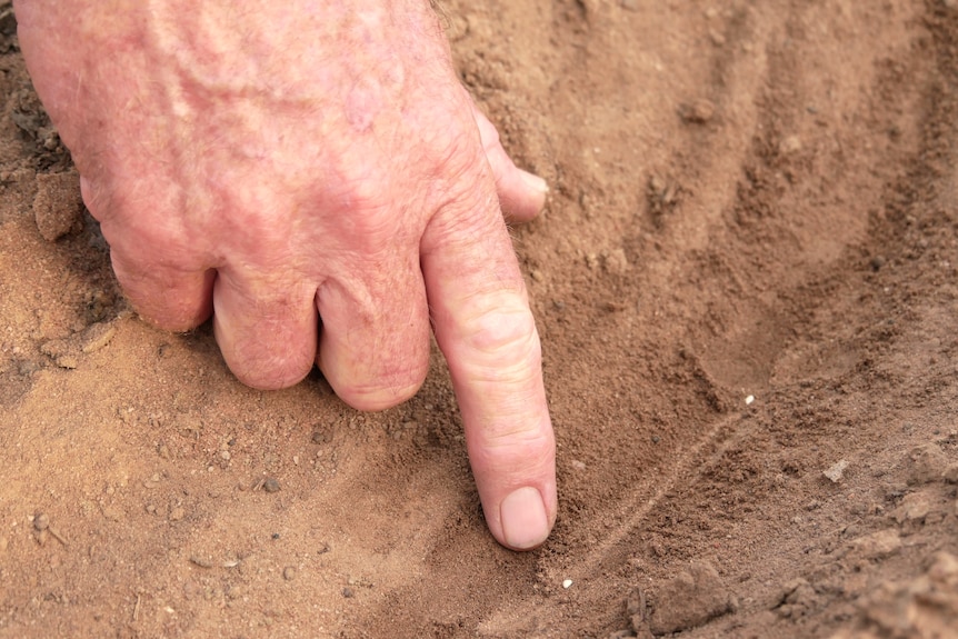 A finger is pointing at small light coloured seeds planted in a line