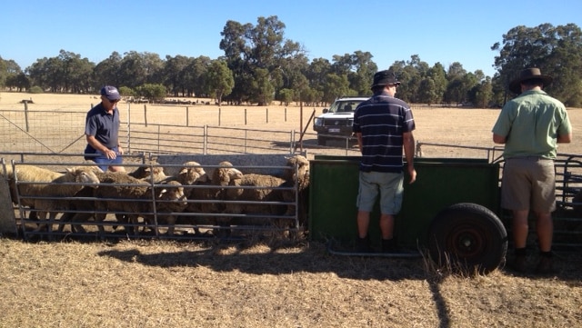 Collie farmer Ken Woods loads some sheep