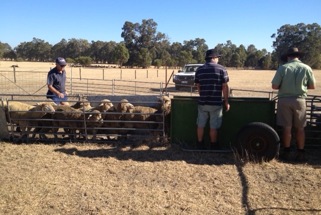 Collie farmer Ken Woods loads some sheep