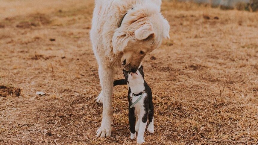 A cat and dog sniff noses.