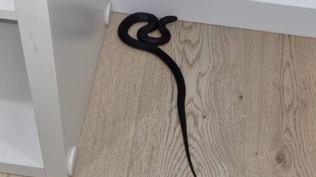 A red bellied black snake curled up in a corner of a house. It's lying on timber floors and is about a metre long.