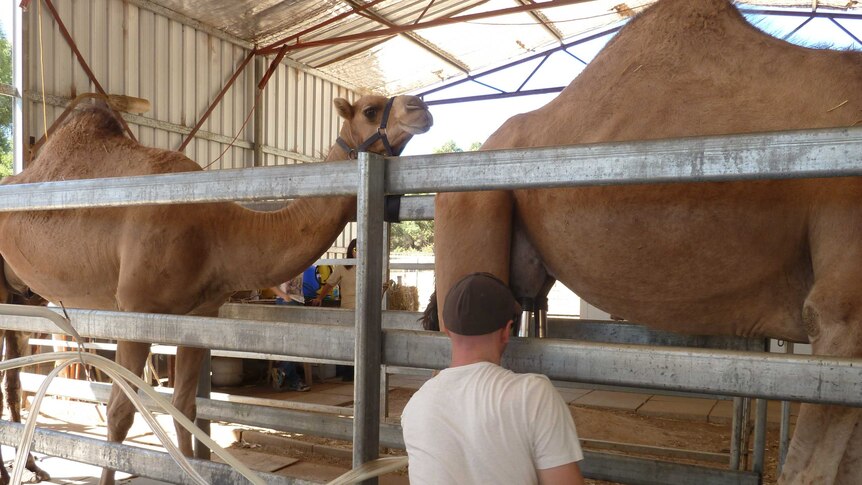 Steve Geppert milking a camel