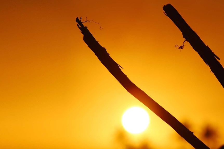 Some bare branches glow in a strong orange sun light