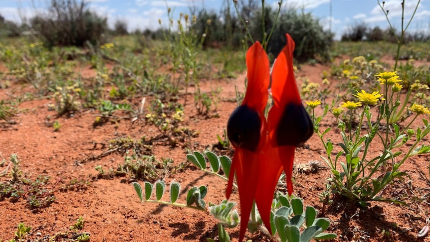 A close-up photograph of a Sturts Desert Pea, which is red with black spots.