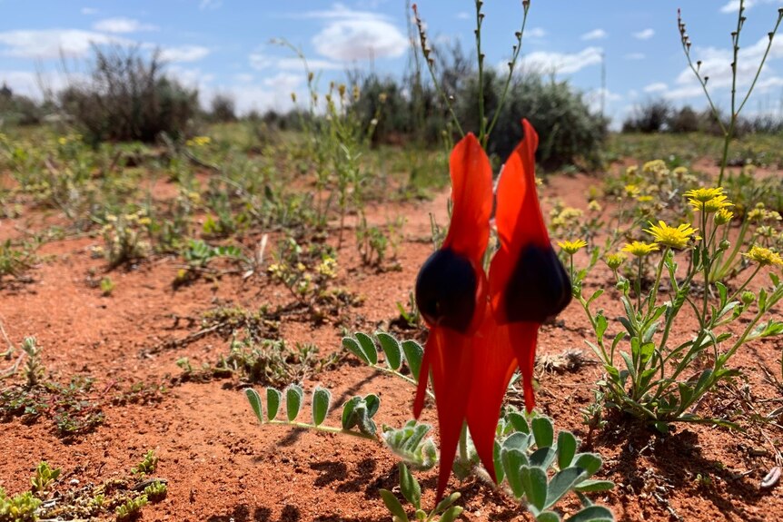 A close-up photograph of a Sturts Desert Pea, which is red with black spots.