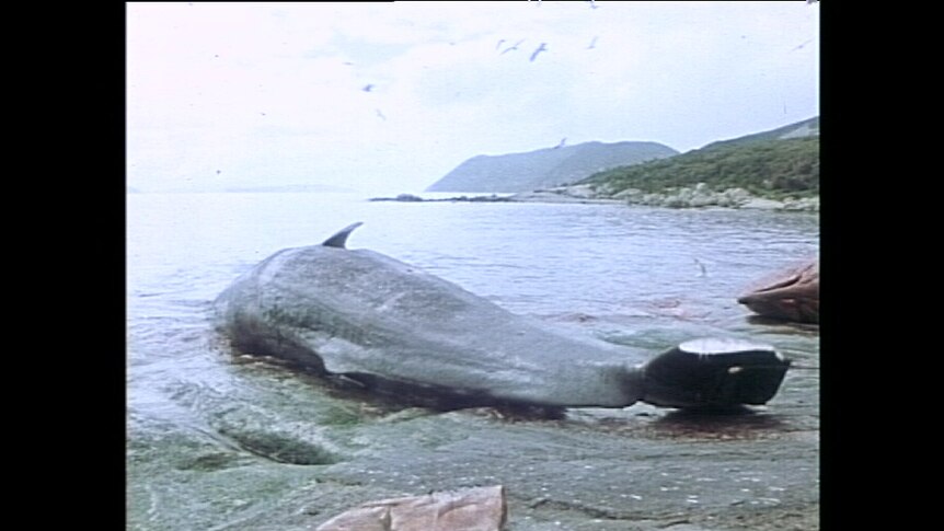 A sperm whale is processed at Cheynes Beach Whaling Station