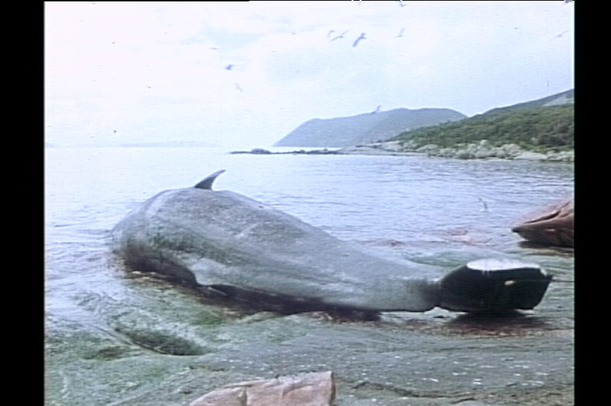 A sperm whale is processed at Cheynes Beach Whaling Station