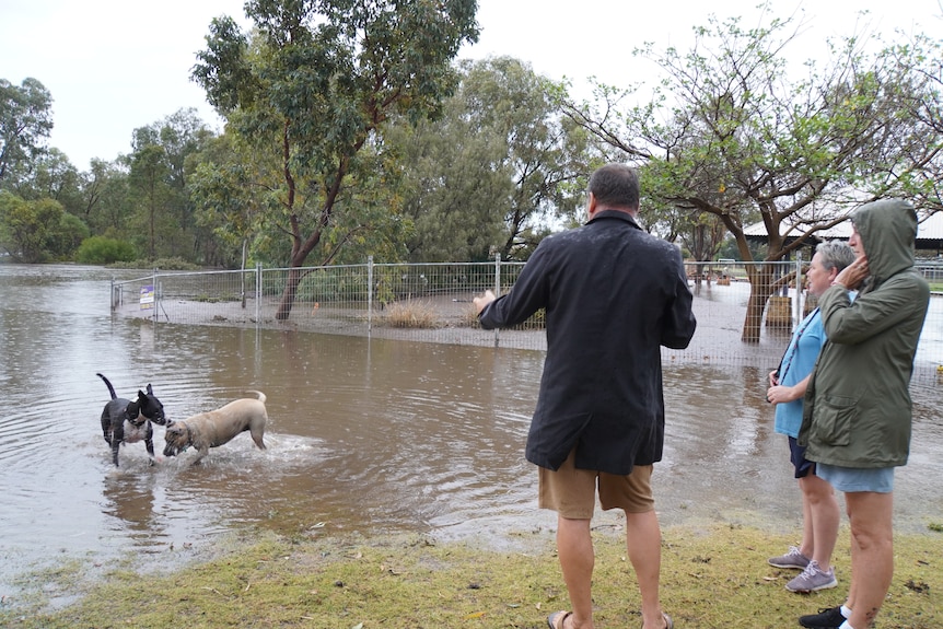 Two dogs play in a flooded street as residents watch on.