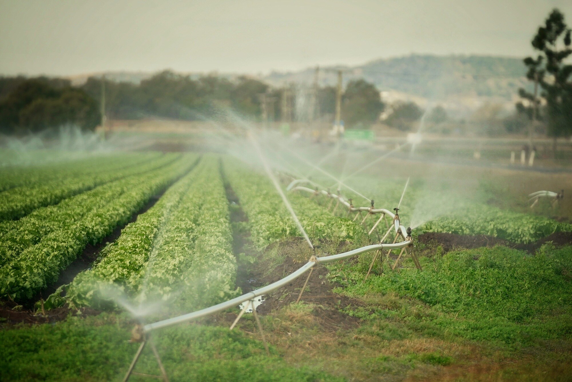 Sprinklers watering lettuces in the Lockyer Valley
