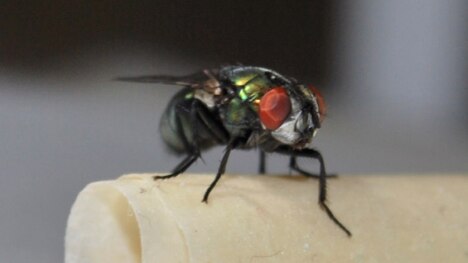 a close up picture of a blowfly on a small scroll of masking tape