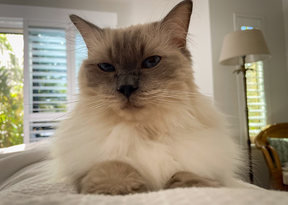 Fluffy white cat sitting on bed