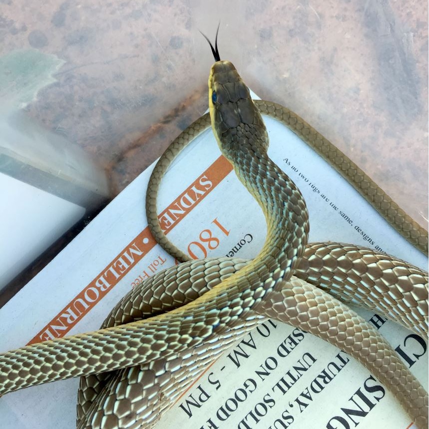 The snake lifts its head with its tongue out, in a box lined with newspaper.