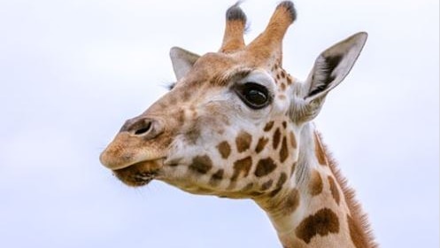 A giraffe's head.