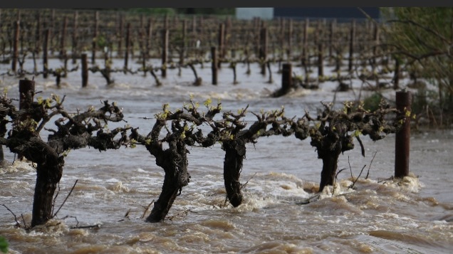 Vines inundated near Nuriootpa