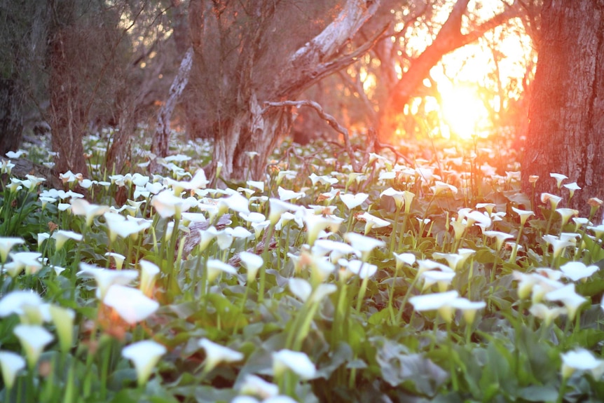 A field of arum lilies at sunset