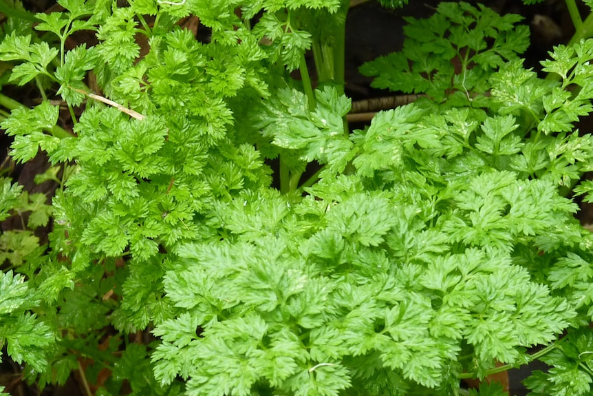 Vibrant green foliage of a flat leaf parsley plant.