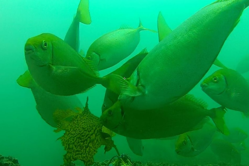 Rabbitfish feeding on kelp