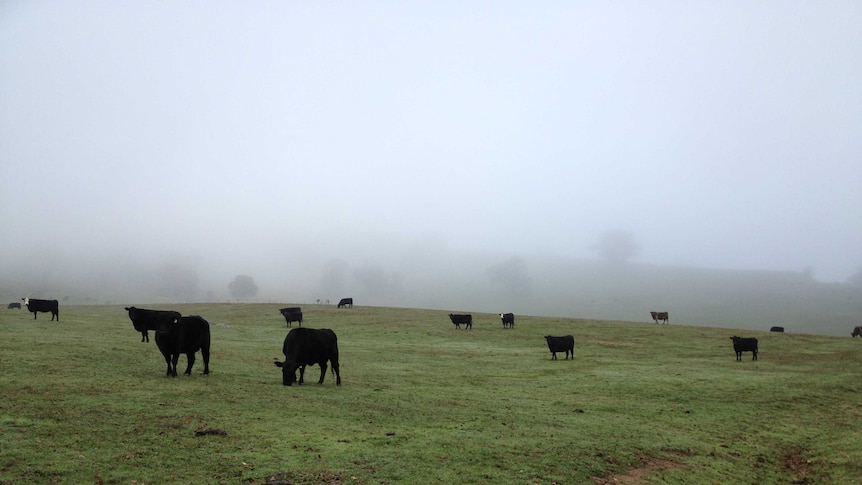 Cattle graze on the side of a hill shrouded in fog