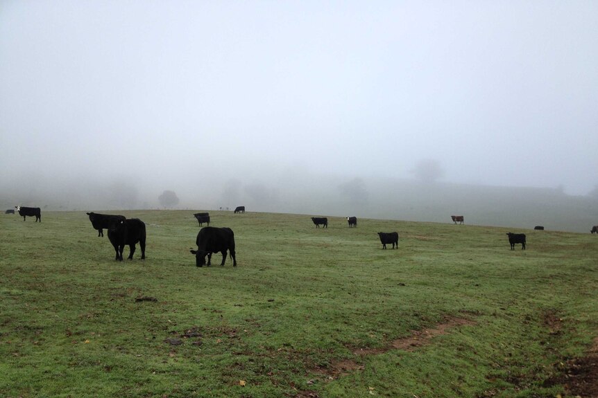 Cattle graze on the side of a hill shrouded in fog