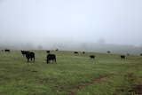 Cattle graze on the side of a hill shrouded in fog