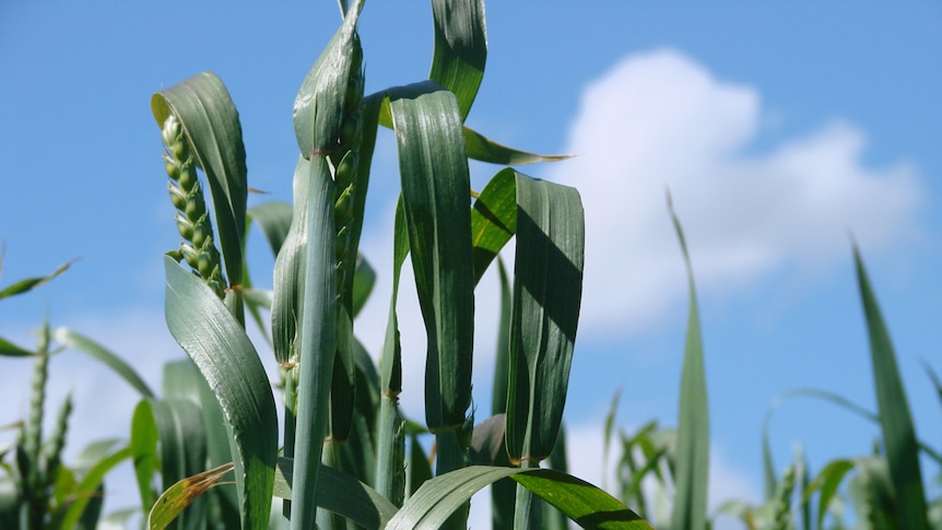 A Tasmanian wheat crop in the grain filling stage