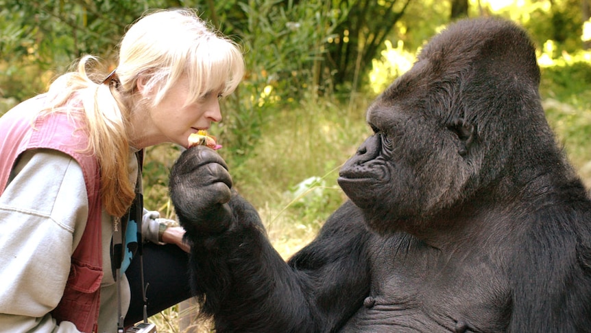 Koko holds a flower out to Dr Patterson