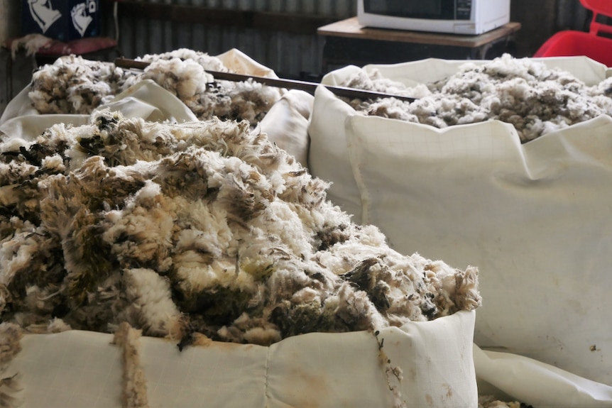 Three bags full of crutching wool.