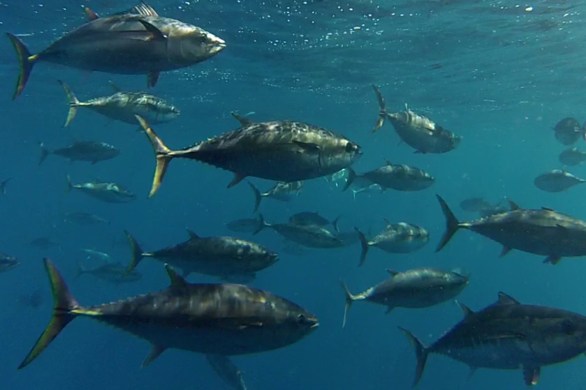 A school of southern bluefin tuna swim around in the ocean