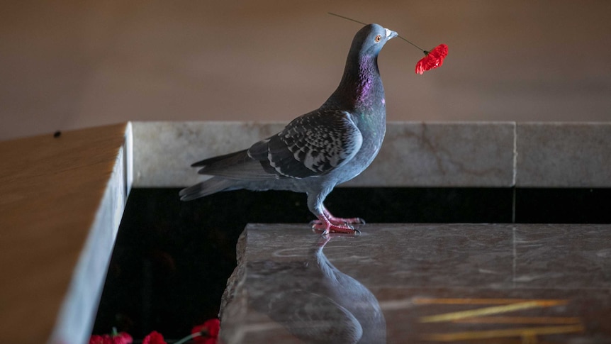 A pigeon carries a poppy in its beak.