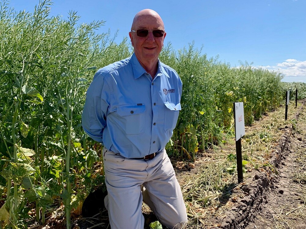 Trial Indian Mustard Seed Crop Defies The Drought In North West New South Wales Abc News
