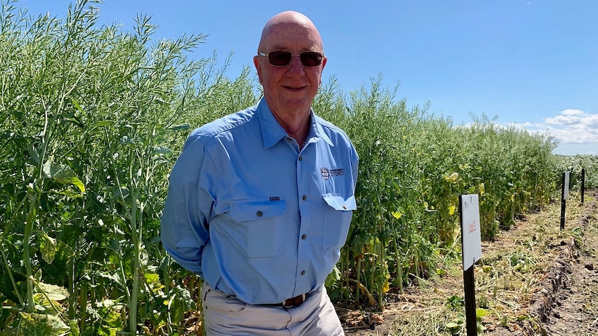 Researcher Graeme Rapp kneels in front of a trial plot of Indian Mustard seed.