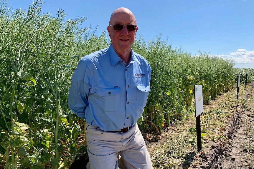 Researcher Graeme Rapp kneels in front of a trial plot of Indian Mustard seed.