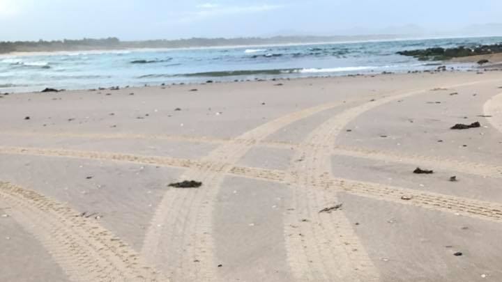 Mangled sea turtle on a beach at Scotts Head appears to be run over by a vehicle