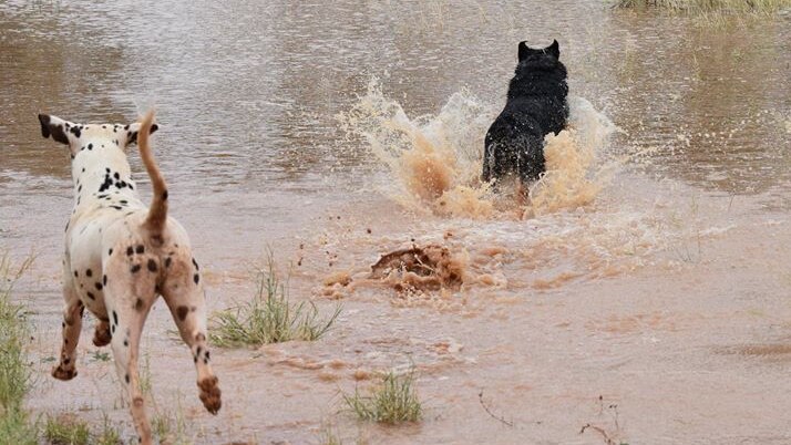 two dogs splash in flood waters