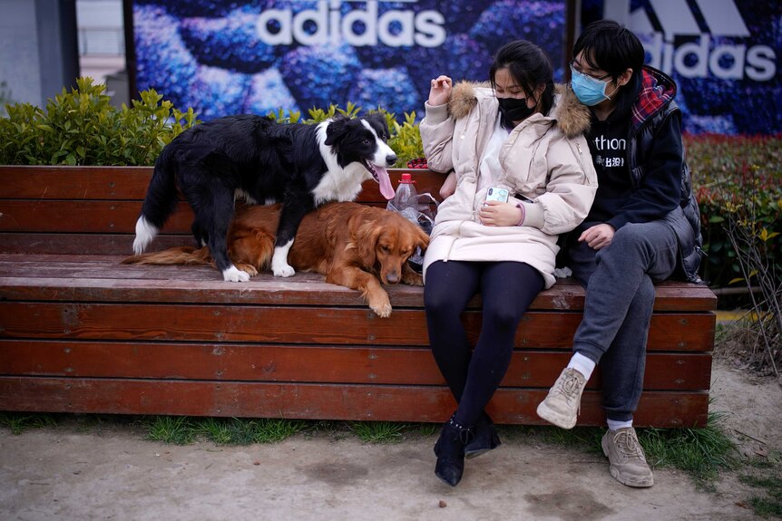 A couple in fac masks sit on a bench next to their dogs