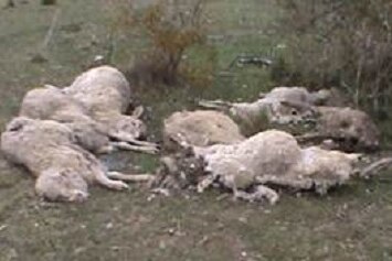 A group of sheep lay dead in a grassy paddock near Goulburn.
