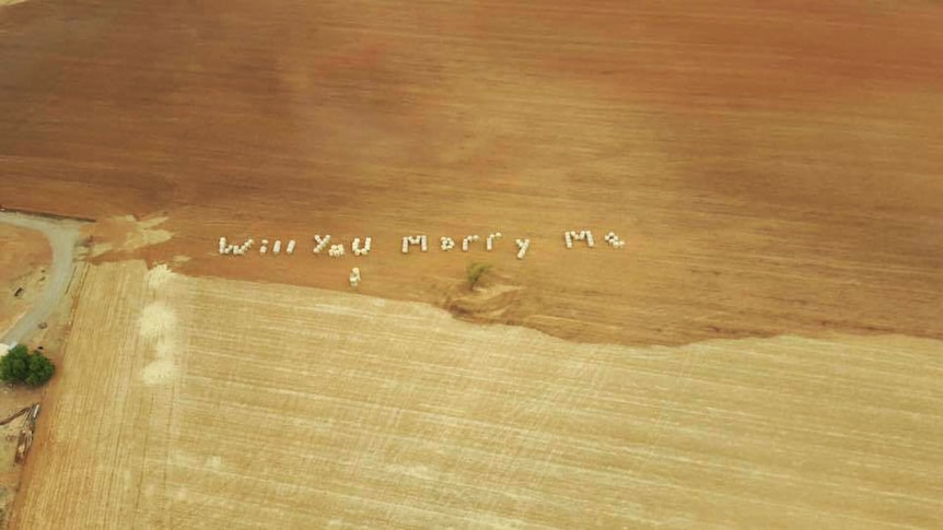 will you marry me is written across a paddock