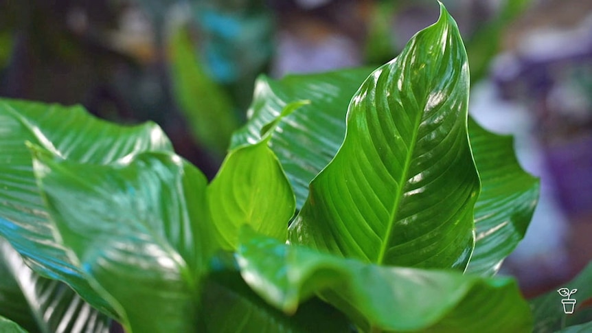 Glossy green leaves on an Indoor plant.
