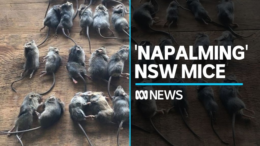 NSW government announces $50 million to tackle mouse plague