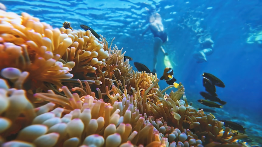 An underwater scene with orange anemone in the foreground