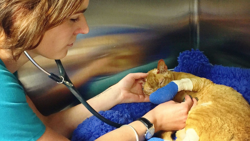 Uni of Adelaide Roseworthy campus ICU nurse Jane tends to Ranga the cat whose paws were burnt in the fire.