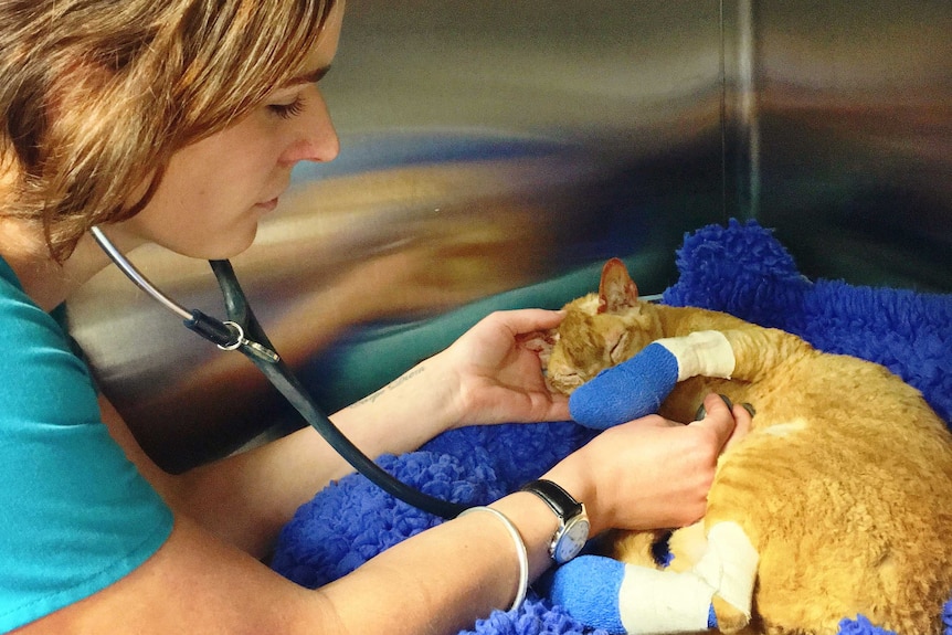 Uni of Adelaide Roseworthy campus ICU nurse Jane tends to Ranga the cat whose paws were burnt in the fire.