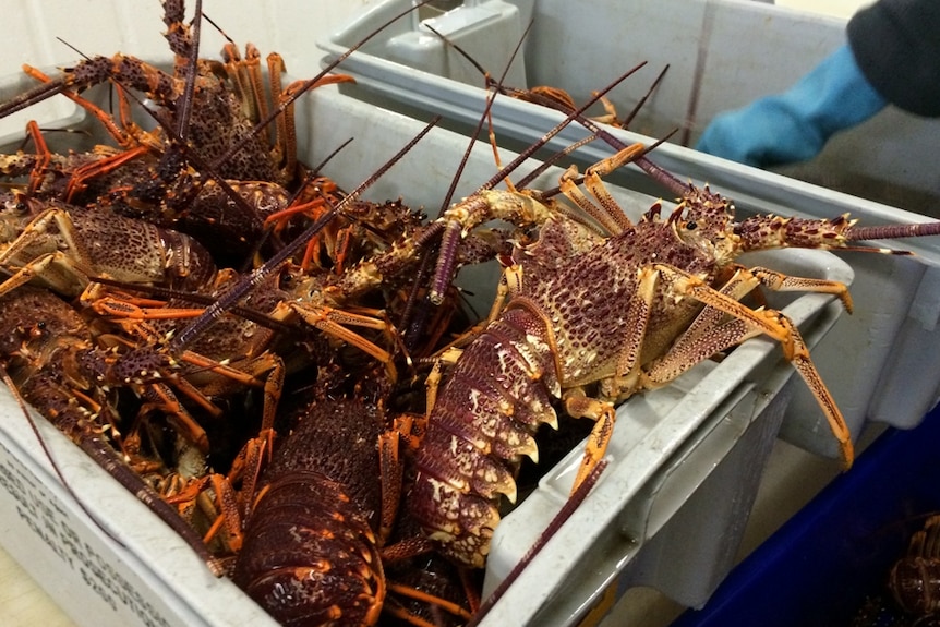 Red crayfish in a grey rectangular tub being sorted and weighed