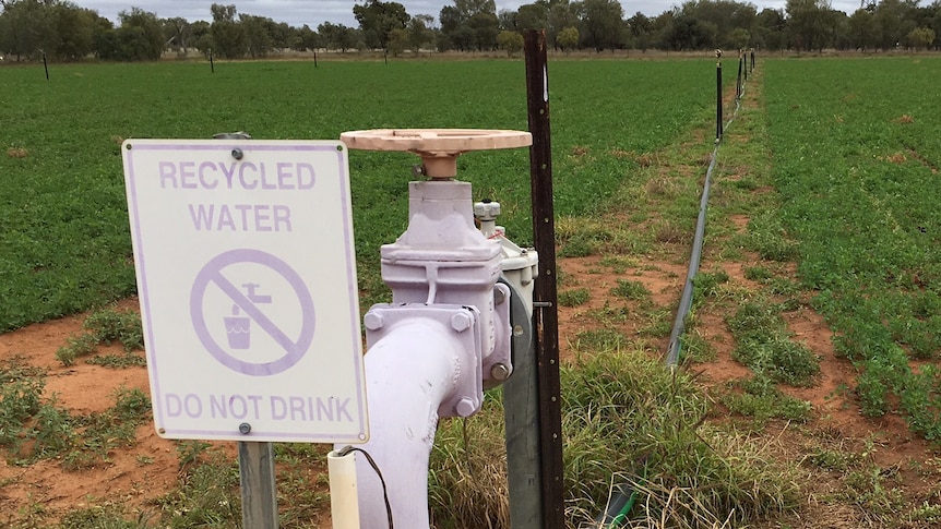 A sign on an irrigation tap head reads 'recycled water. Do not drink'.