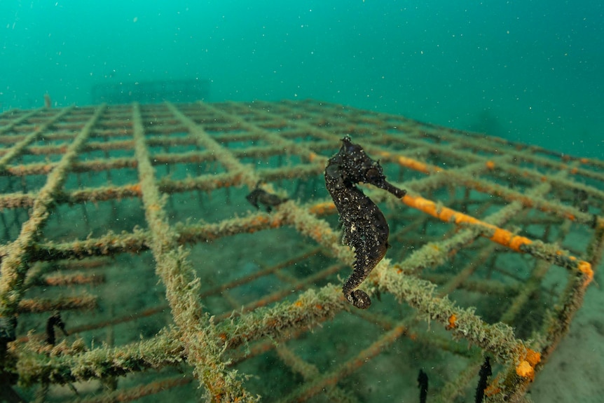 A close up of a White's seahorse on a structure on the ocean bed.