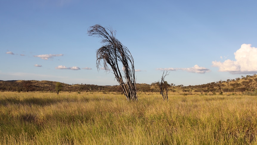 Field of long grass.